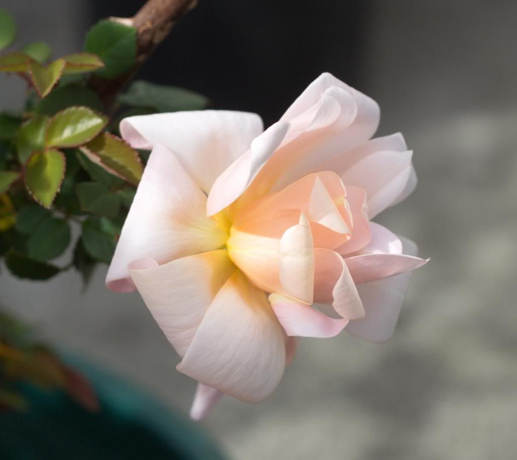 Perle D'Or photo perledor2_zpsd61eb117.jpg